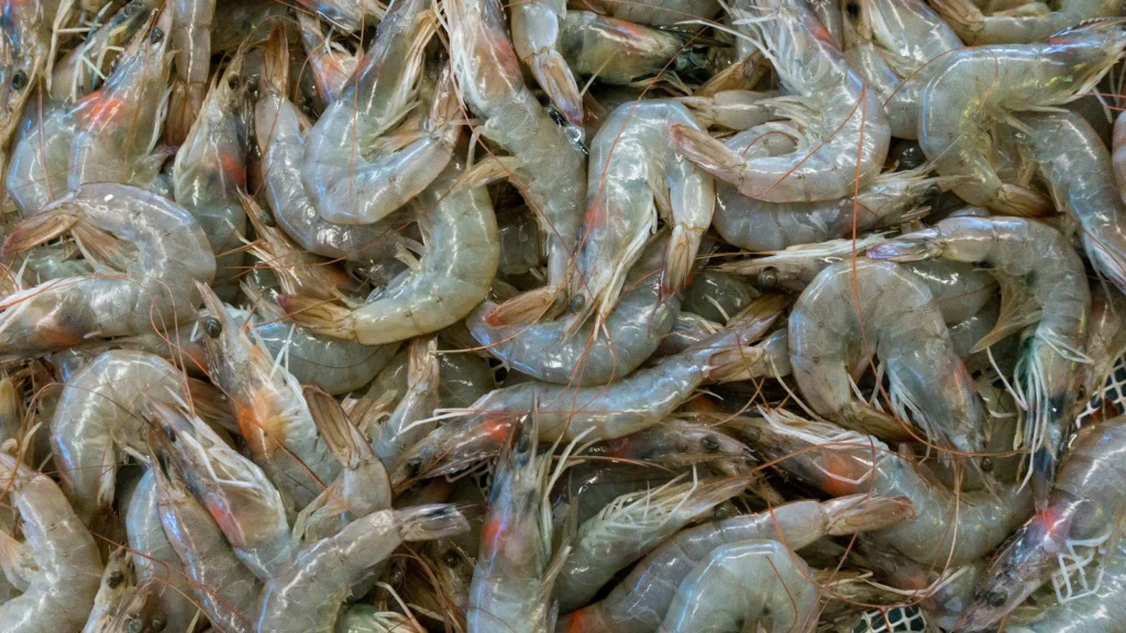 Crevettes crues fraîchement pêchées, en gros plan