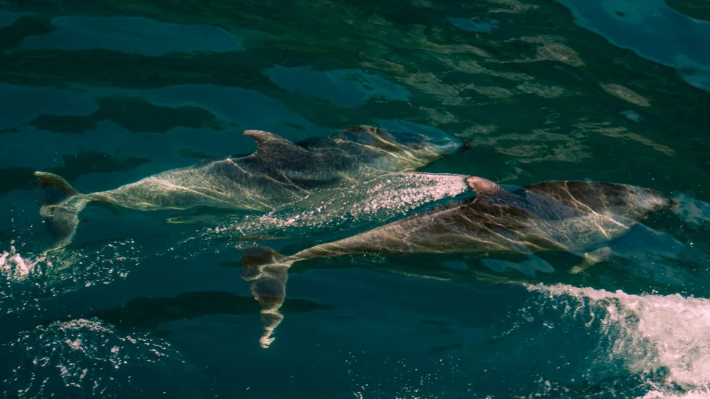 Deux dauphins nageant côte à côte sous la surface de la mer