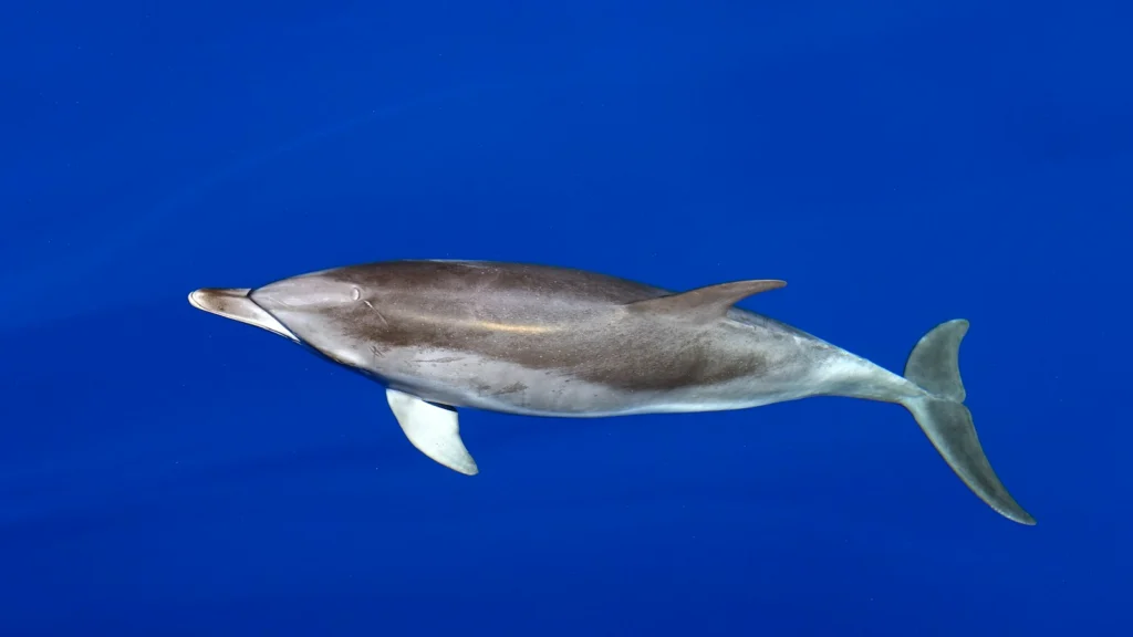 Dauphin nageant seul en eau bleue profonde