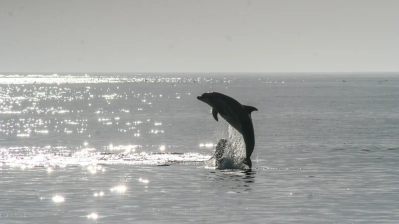 Dauphin sautant hors de la mer au soleil