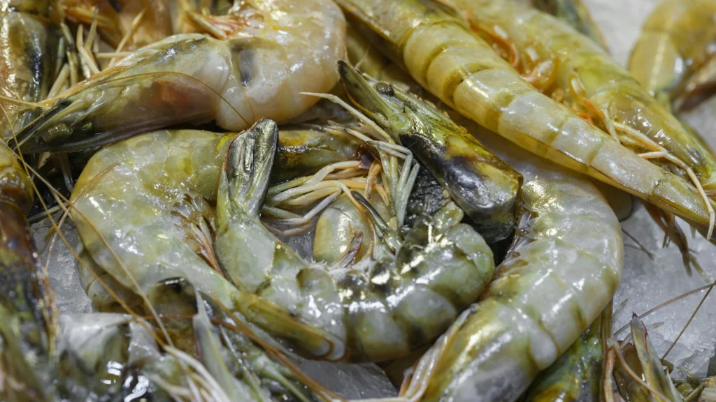 Grosses crevettes crues posées sur de la glace