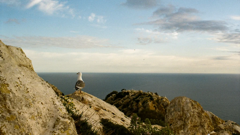 Oiseau marin posé sur une falaise rocheuse au-dessus de la mer