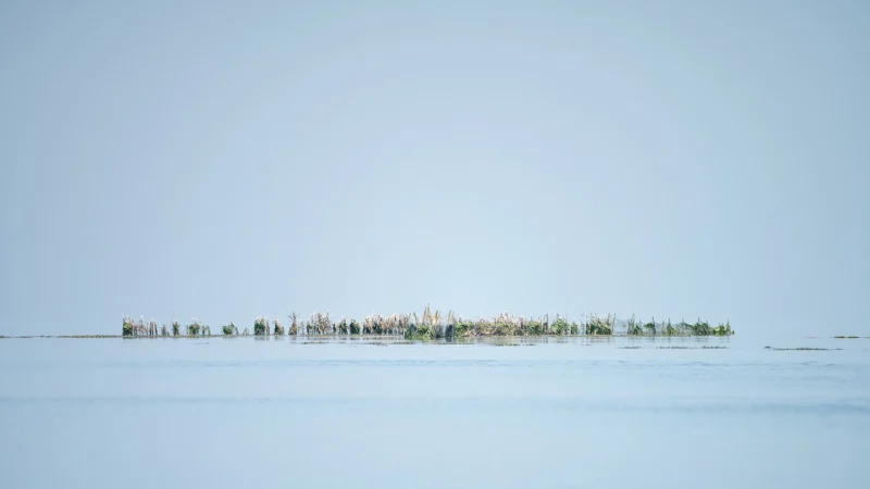 Pêcherie fixe en palmes, la charfia, aux îles Kerkennah