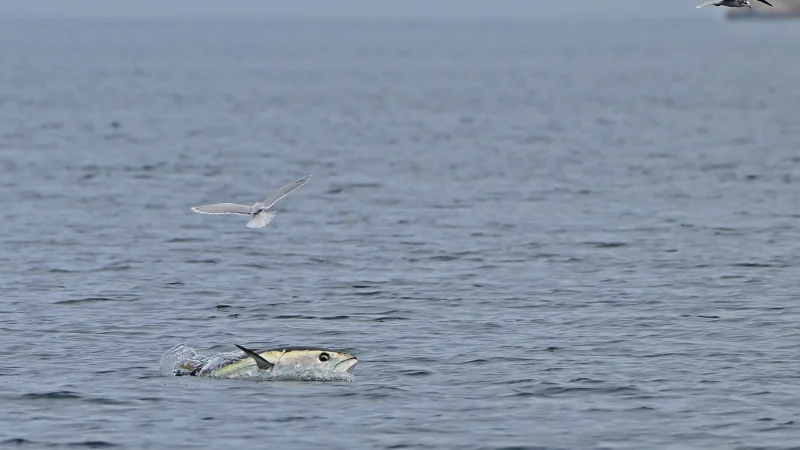 Thons rouges nageant dans leur milieu naturel