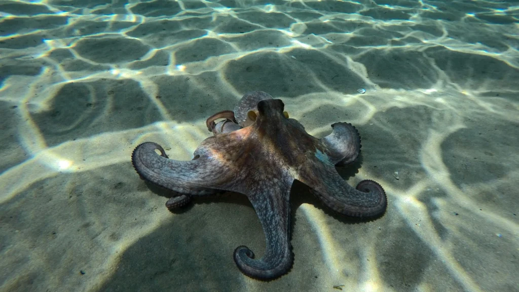 Poulpe posé sur un fond de sable en mer