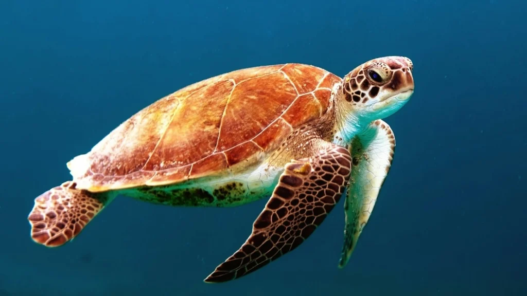 Tortue marine nageant sous l'eau en Méditerranée